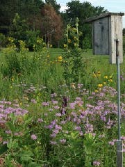 Wildflowers