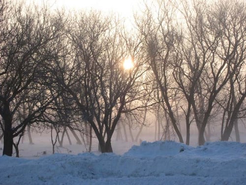 Winter Scene